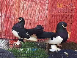 Indian Fantail Kus
