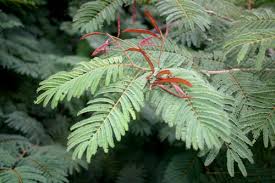 Image result for Acacia amythethophylla