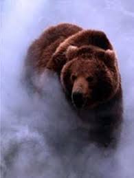 Grizzly Bear Lions Tigers And Bears Oh My Pinterest Bear Wallpaper Animal Wallpaper And Animal