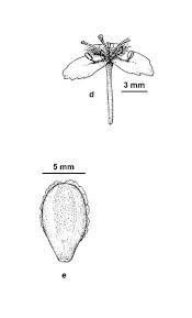 Image result for Xyris peteri