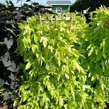 Dec 17, 2014 · in this range, we see the guitar start to disappear at its fundamental frequency (high e string open fundamental is 330 hz). Sweet Potato Vine Costa Farms