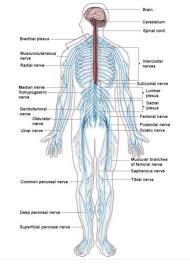 The nervous system is the part of an animal's body that coordinates its voluntary and involuntary actions and transmits signals to and from different parts of its body. Draw And Label The Diagram Of Nervous System Brainly In