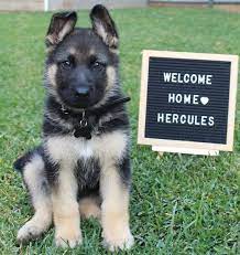 According to the fci, the breed's english language name is german shepherd dog. The Best And Most Complete Guide To German Shepherd Names K9 Web