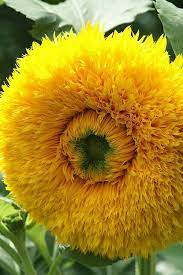 Just Beautiful Yellow Flower Looks Like Sunflower Plants Flowers Beautiful Flowers