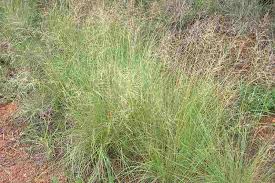 Image result for Eragrostis curvula