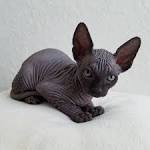 AVAILABLE KITTENS - Sphynx cat