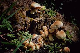 Psilocybe Cubensis The Mushroom Behind The Magic By The Third Wave Medium
