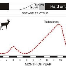 Stylized Time Course Of Hormonal Levels During The Antler