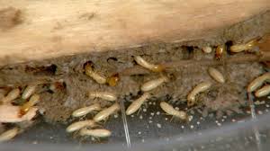 The population was 8,319 at the 2010 census. About Video Center Steve S Pest Control Inc