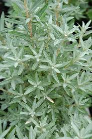 Image result for Hippocratea graciliflora