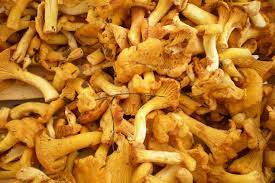 Maybe you would like to learn more about one of these? Funghi Tutto Cio Che Vi Serve Sapere Per Cucinare I Finferli Dissapore