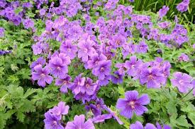A wide variety of purple ground cover options are available to you, such as processing service, plastic modling agriculture pp woven high quality hemp weed mat ground cover with purple flowers. Great Hardy Geraniums As Ground Covers