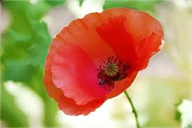 Pencil drawing print of a poppy, with the botanical name papaver somniferum. Drawing Colored Pencil Drawing Paint Color Painted Draw Art Flower Blossom Bloom Poppy Pikist