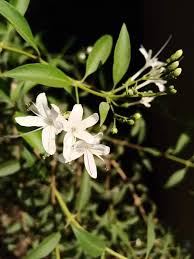 Image result for Volkameria