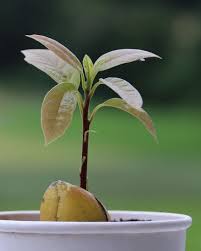 We did not find results for: Faire Pousser Des Avocats A La Maison C Est Possible Femininbio