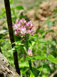 Image result for Floscopa glomerata