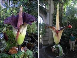 Las 10 Plantas Mas Raras Del Mundo Weird Plants Plants Corpse Flower