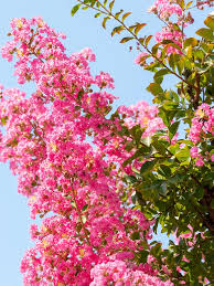 Late winter or early spring late fall or early winter winter. How To Give Your Garden A Bright Touch Daily Mercury
