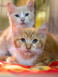 Free shipping on orders over $25 shipped by amazon. Got Kittens All July Long Every Spay Neuter Appointment Made At Ohs Is Free Visit Asapmetro Org Or Call 1 800 345 Kitten Season Cat Adoption Animal Shelter