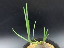 Image result for Stathmostelma