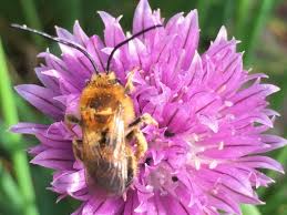 Bees are disappearing at an alarming rate. Gardening For Bees Friends Of The Earth