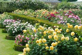 English Rose Gardens Bring To Mind Lush Spaces Filled With Fragrance And Color Description From Rose Garden Design Rose Garden Landscape Flower Garden Design