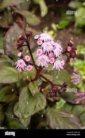 Image result for Bartlettina