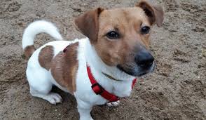 Located in clinton, tn.just north of knoxville. Irish Jack Russell Dog Breed Information Images Characteristics Health