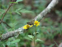 Image result for Acmella