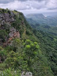 Image result for Neocussonia umbellifera