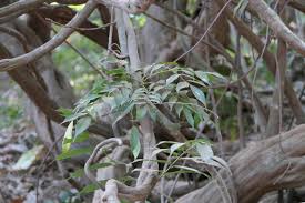 Image result for Rourea