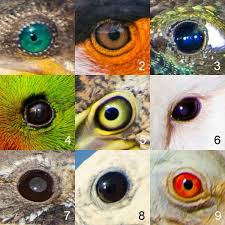 Pin By Artlaws On Eyes Vision Reptile Eye Eye Pictures Drawings