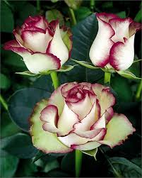 Bildergebnis für beautiful roses