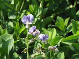 Image result for Podalyria calyptrata