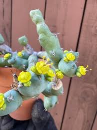 Image result for Cola clavata