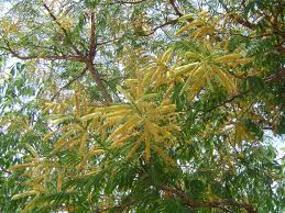 Image result for Acacia abyssinica