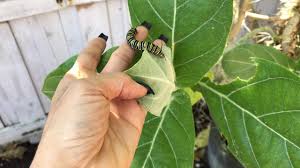 Giant Milkweed Youtube