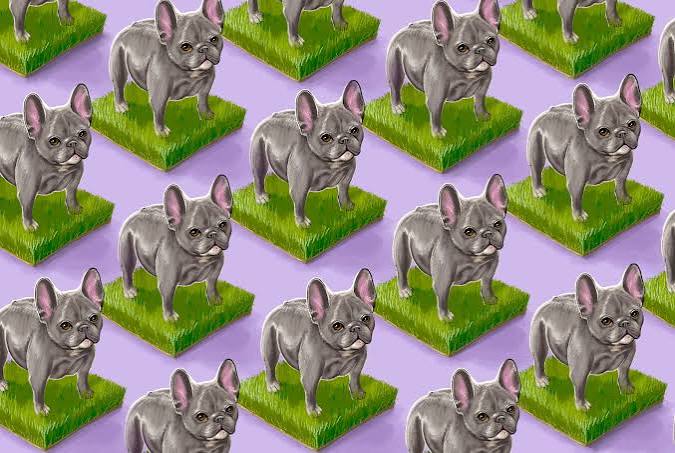 French bulldogs are now the US's most popular dog. Here's the dilemma of  the designer dog | Vox
