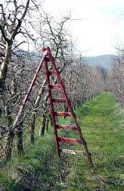 Antique three legged wood folding orchard ladders. Orchard Ladder Stock Photo Picture And Royalty Free Image Image 18760998