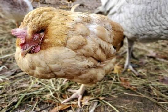 Coccidiosis in Poultry: Warning Signs Every Nigerian Farmer Should Know