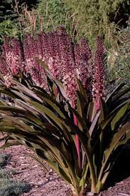 Image result for Andropogon eucomus