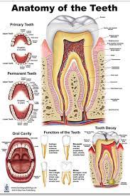 Anatomy Of The Teeth Dental Assistant Study Dental Anatomy Dentistry Student