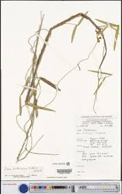 Image result for Vigna multinervis