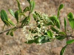 Image result for Phragmanthera usuiensis