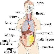 Where the bottom of the foot curves. Body Parts