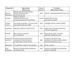 7 Best Images Of Cell Organelle Chart