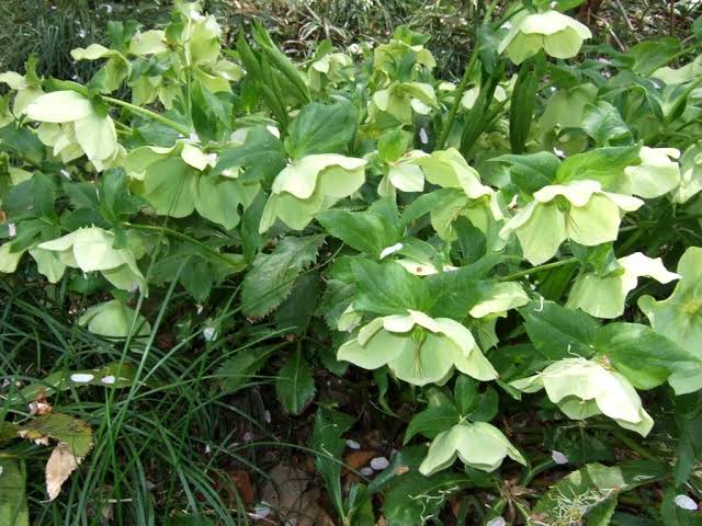 「クリスマスローズ 無料写真集」の画像検索結果"