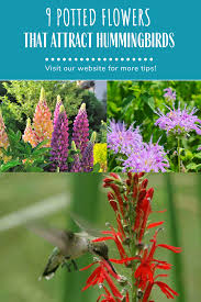 We did not find results for: The Best Potted Flowers To Attract Hummingbirds How To Attract Hummingbirds Flowers That Attract Hummingbirds Flowers Hummingbirds Like