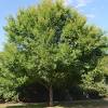 Chinese elm tree care | comprehensive tree guide. 1