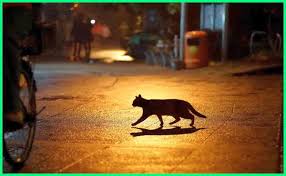 We did not find results for: Mengungkap 20 Teori Di Balik Arti Mimpi Tentang Kucing Ekor9 Com Ekor9 Com
